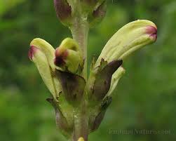Attēlu rezultāti vaicājumam “Pedicularis sceptrum-carolinum flower”