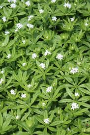 Image result for Galium odoratum