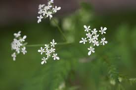 Attēlu rezultāti vaicājumam “Anthriscus sylvestris fruit”