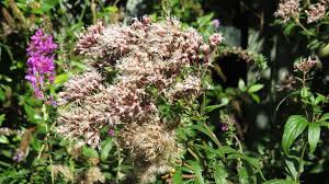 Attēlu rezultāti vaicājumam “Eupatorium cannabinum flower”