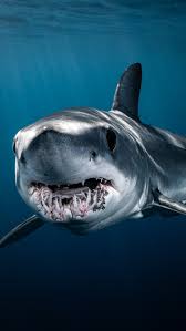 Image result for Isurus oxyrinchus