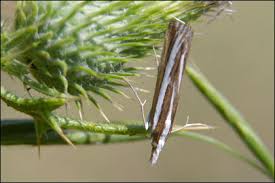 Attēlu rezultāti vaicājumam “Catoptria fulgidella”