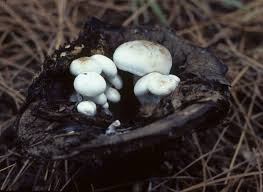 Attēlu rezultāti vaicājumam “Asterophora lycoperdoides”