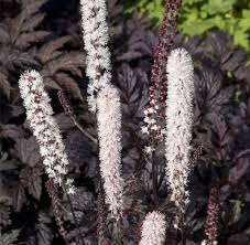 Image result for Silberkerze