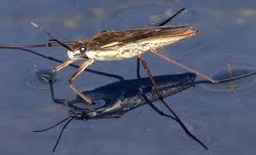 Attēlu rezultāti vaicājumam “Aquarius najas”