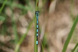 Attēlu rezultāti vaicājumam “Coenagrion hastulatum”
