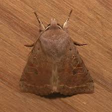 Attēlu rezultāti vaicājumam “Orthosia sp.”