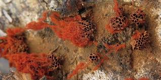 Attēlu rezultāti vaicājumam “Metatrichia sp.”