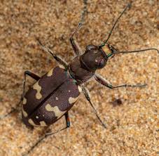 Attēlu rezultāti vaicājumam “Cicindela hybrida”