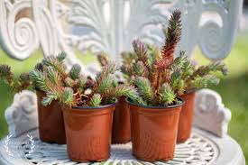 Attēlu rezultāti vaicājumam “Sedum rupestre”