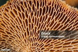 Attēlu rezultāti vaicājumam “Polyporus squamosus”