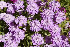 Image result for Iberis amara