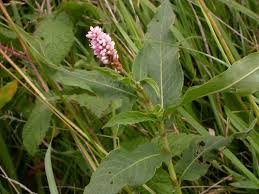 Attēlu rezultāti vaicājumam “Polygonum amphibium flower”