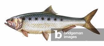 Image result for Alosa fallax