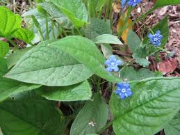 Image result for Omphalodes verna