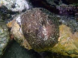 Attēlu rezultāti vaicājumam “Spongia”