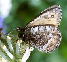 Attēlu rezultāti vaicājumam “Oeneis jutta underside”