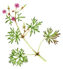 Attēlu rezultāti vaicājumam “Geranium dissectum flower”