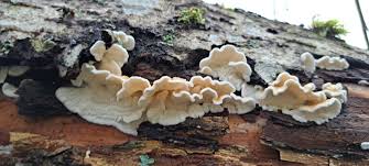 Attēlu rezultāti vaicājumam “Plicatura nivea”