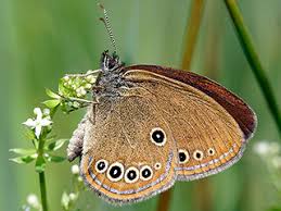 Attēlu rezultāti vaicājumam “Coenonympha hero underside”