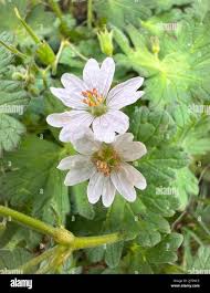 Attēlu rezultāti vaicājumam “Geranium pyrenaicum flower”