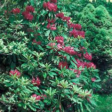 Attēlu rezultāti vaicājumam “Rhododendron catawbiense flower”