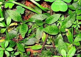 Attēlu rezultāti vaicājumam “Goodyera repens fruit”