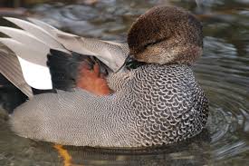 Attēlu rezultāti vaicājumam “Anas strepera female”
