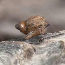 Attēlu rezultāti vaicājumam “Succinea”