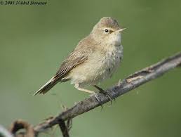 Image result for Hippolais caligata