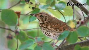 Attēlu rezultāti vaicājumam “Turdus philomelos adult”