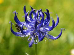 Attēlu rezultāti vaicājumam “Phyteuma spicatum bud”