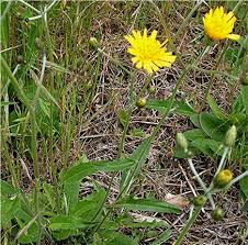 Attēlu rezultāti vaicājumam “Hieracium vulgatum”
