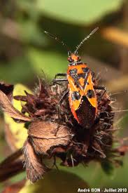 Attēlu rezultāti vaicājumam “Corizus hyoscyami”