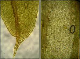 Attēlu rezultāti vaicājumam “Barbula unguiculata macro”