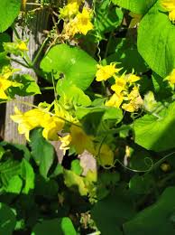 Attēlu rezultāti vaicājumam “Thladiantha dubia flower”