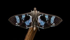 Attēlu rezultāti vaicājumam “Crambidae”