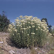 Attēlu rezultāti vaicājumam “Anaphalis margaritacea leaf”