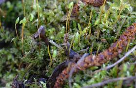 Attēlu rezultāti vaicājumam “Plagiomnium undulatum”