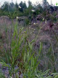 Attēlu rezultāti vaicājumam “Stellaria longifolia leaf”