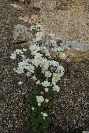 Attēlu rezultāti vaicājumam “Saxifraga granulata”