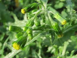 Attēlu rezultāti vaicājumam “Senecio vulgaris flower”