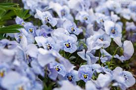 Image result for Viola x wittrockiana `Hiemalis`