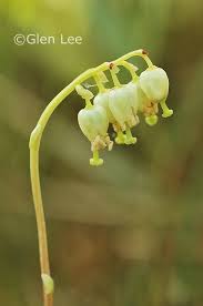 Attēlu rezultāti vaicājumam “Orthilia secunda flower”