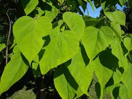 Attēlu rezultāti vaicājumam “Catalpa ovata leaf”