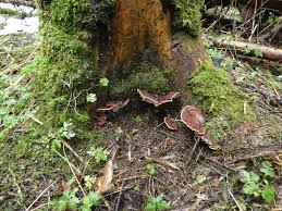 Attēlu rezultāti vaicājumam “Heterobasidion parviporum”