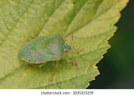 Attēlu rezultāti vaicājumam “Palomena prasina imago”