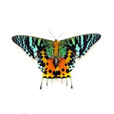 Attēlu rezultāti vaicājumam “Rhopalus maculatus imago”