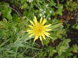 Attēlu rezultāti vaicājumam “Tragopogon heterospermus”