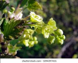 Attēlu rezultāti vaicājumam “Ribes rubrum flower”